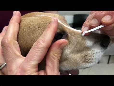 shcirmer tear test dog youtube|tear production in dogs video.